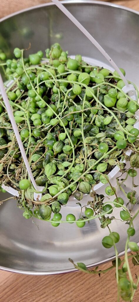 My strings of pearls is dying and I don't know what to do!