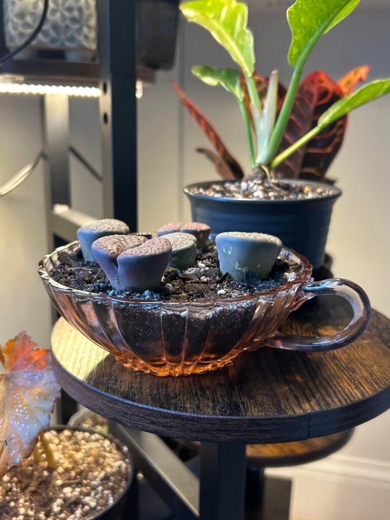 Repot Help! Repot Help!