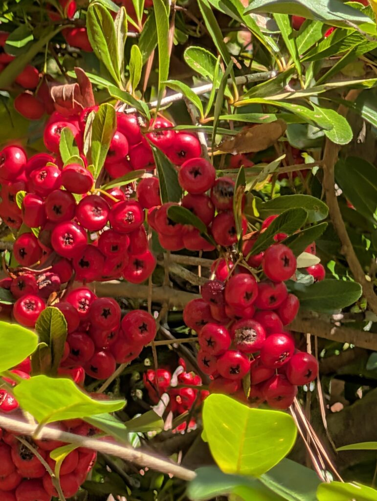 What is this red berry???