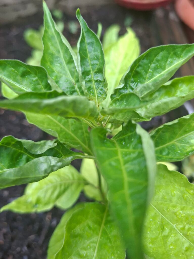 Should I top these chilli plants?