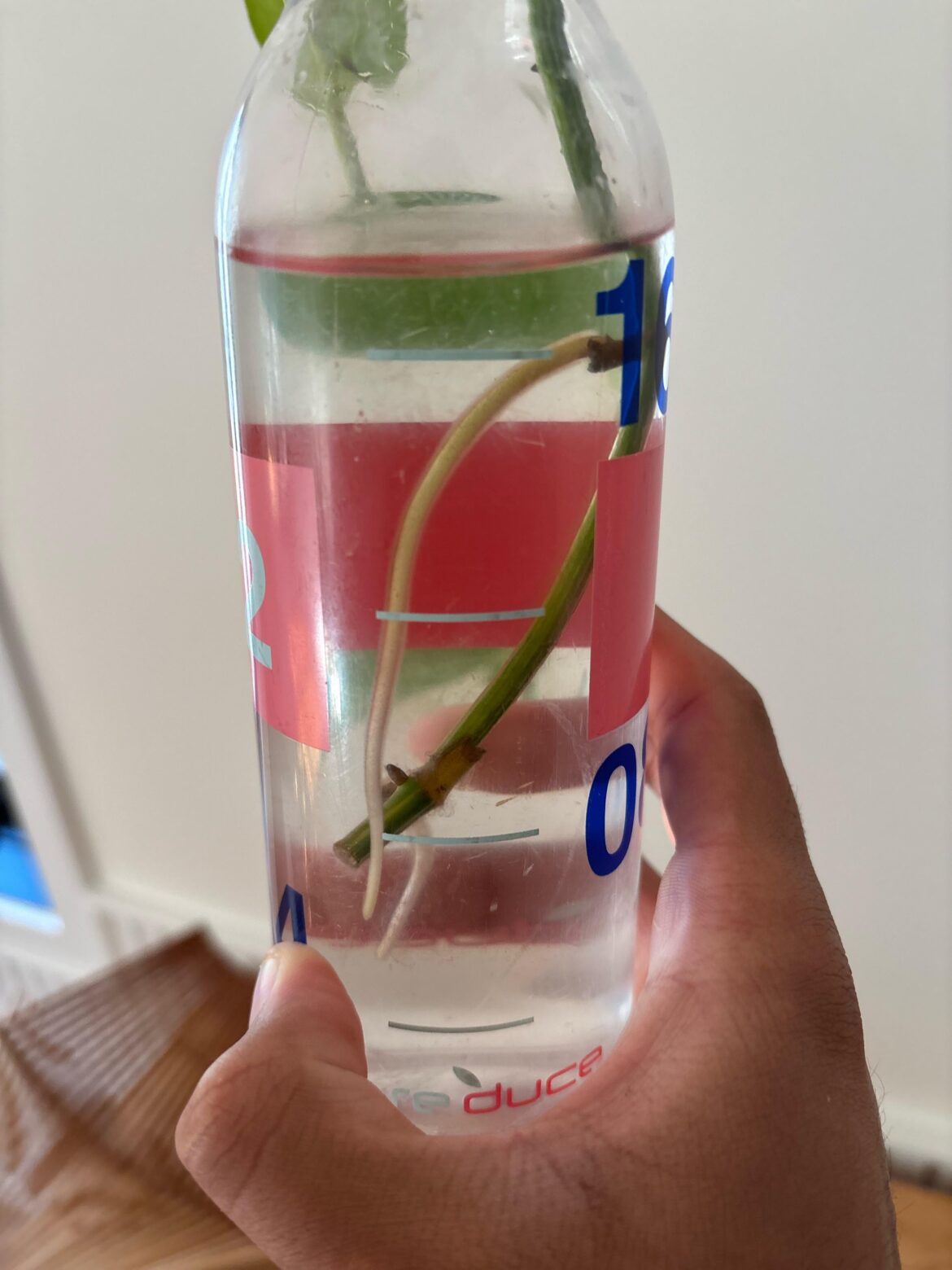 Monster root. Still plantable?