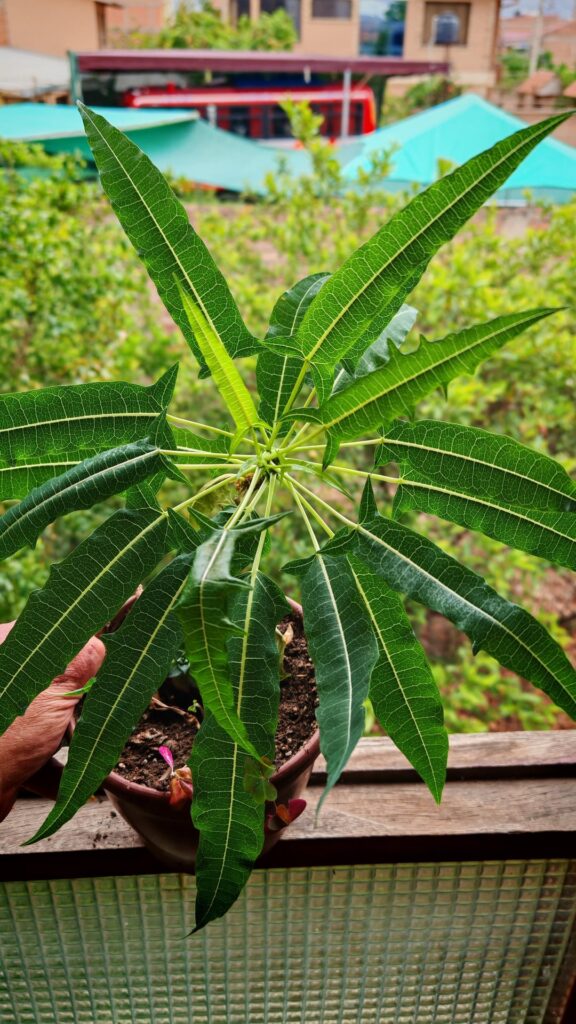 This one sprouted in one of my pots and I can't ID it