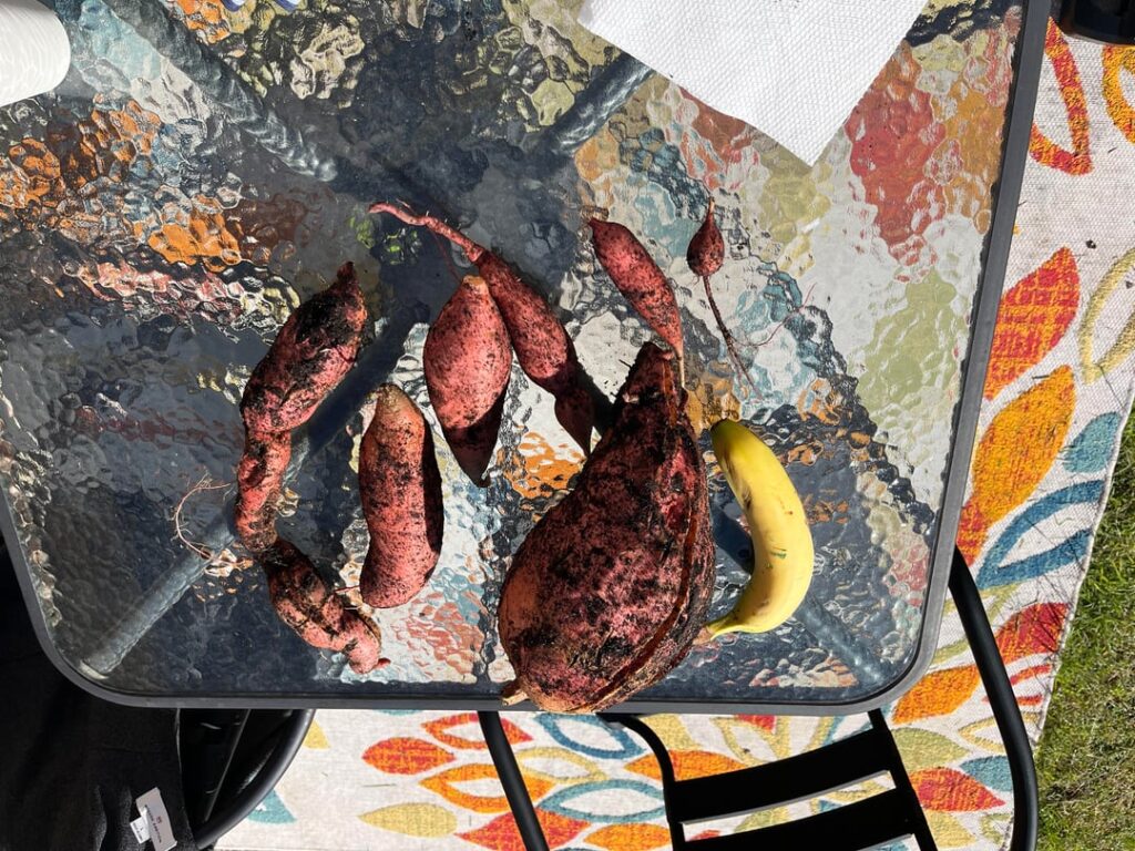 First Sweet Potato Harvest, now what?! First Sweet Potato Harvest, now what?!