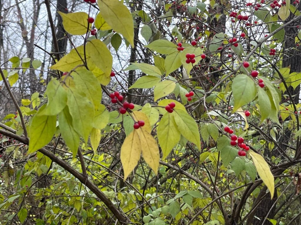 Found this on a walk in northern Indiana