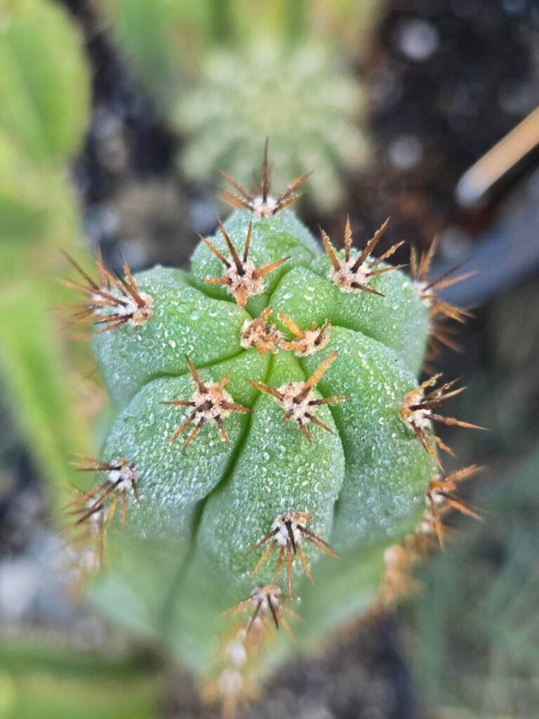 Just dew it. 🌵
