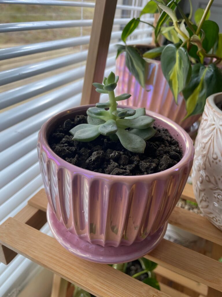 Is something wrong with my succulent?