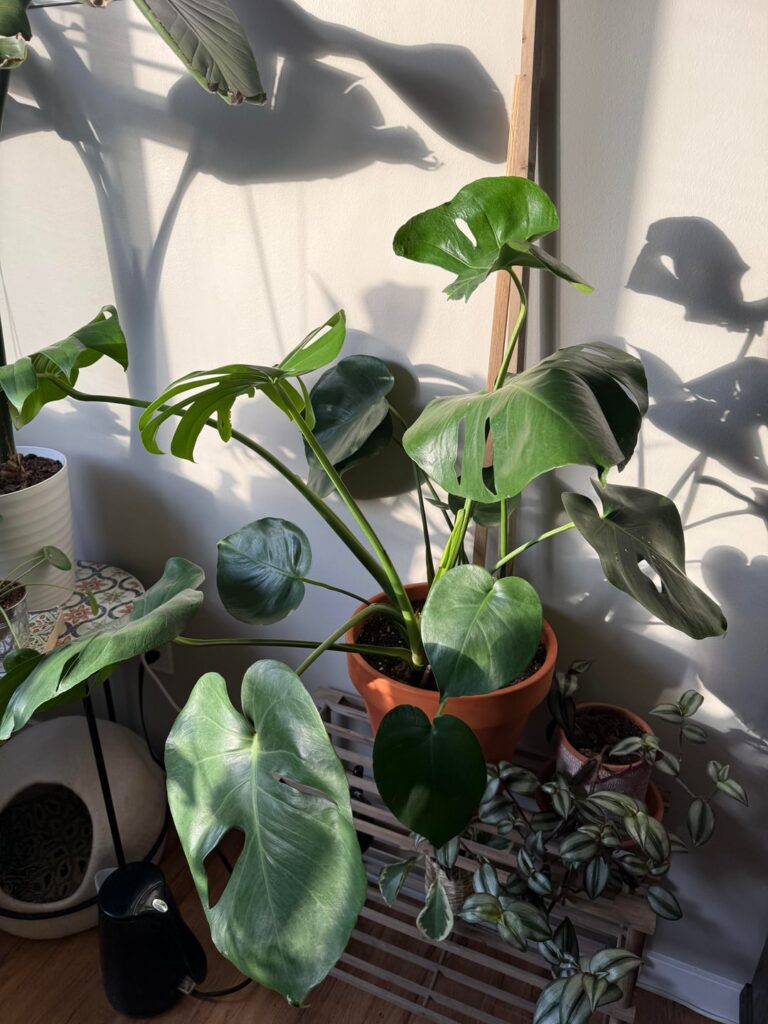 Monstera hasn’t gotten any new leaves, did I put it in too big of a pot?