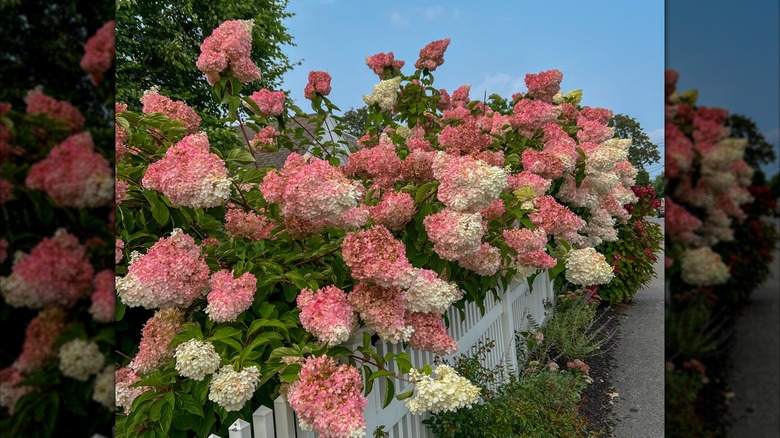 Pink and white ombre hydrangea bushes growing over a white picket fence.