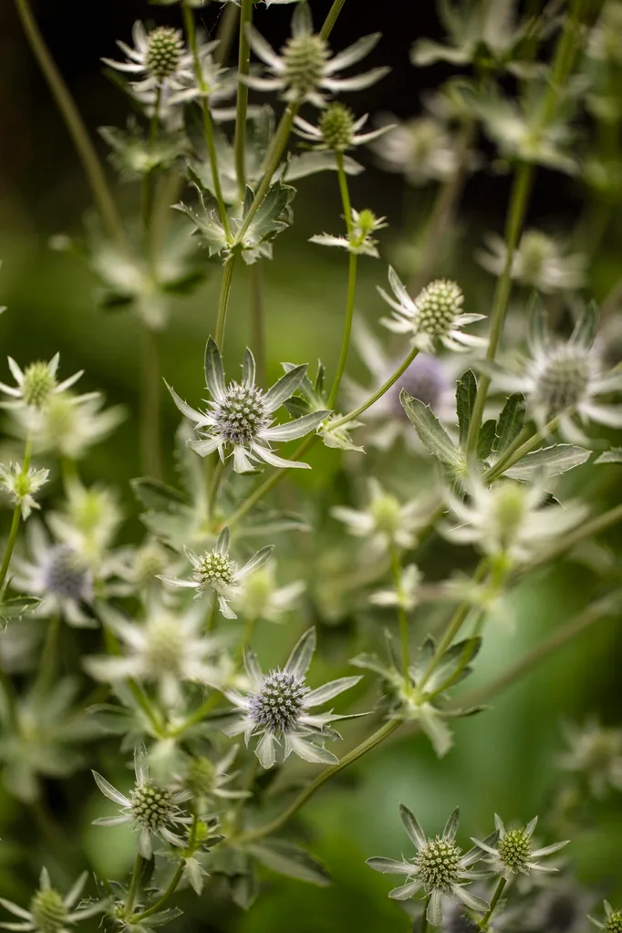 Enchanting flower garden Melbourne