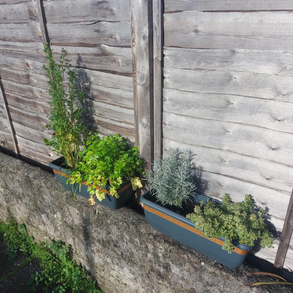 What do I do with these herbs?