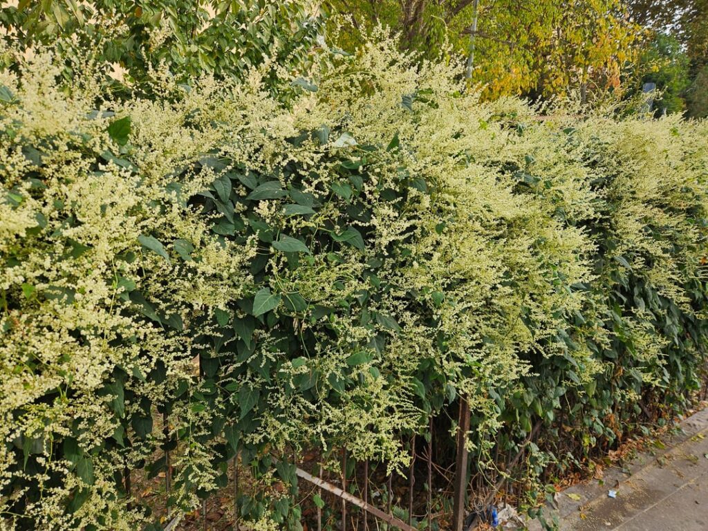 Bush that appears to be vine-like and smells wonderfully, almost like tea. (Rome, Italy)