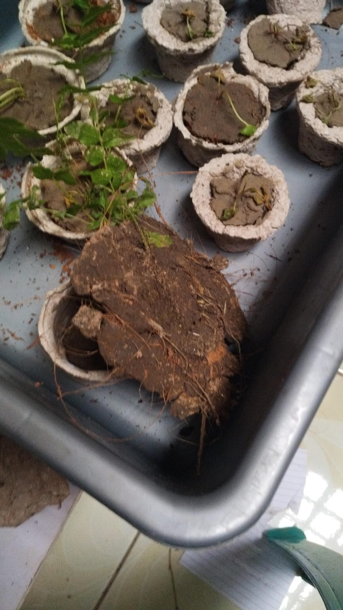 Tried to grow a “wall fern” at home… failed miserably 😭😂
