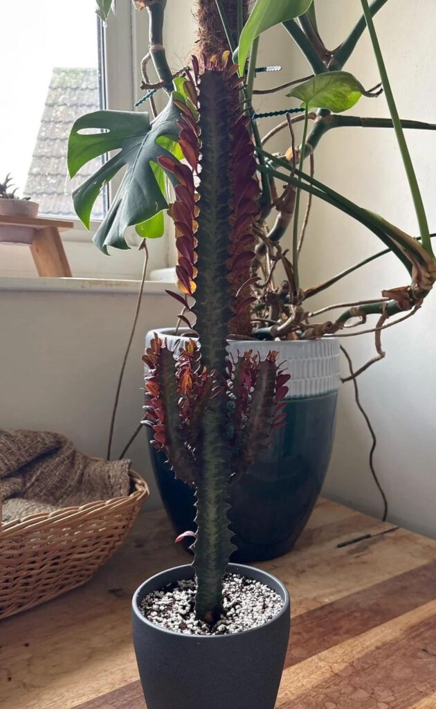 Will this get any thicker or just continue to grow tall?