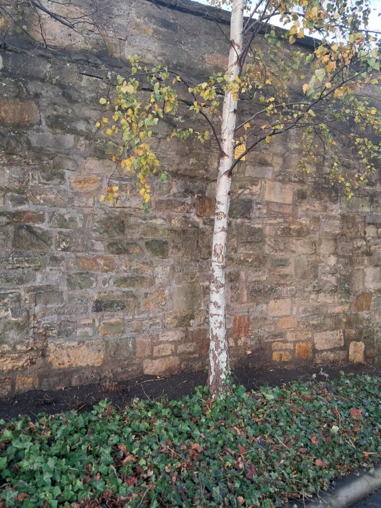 Is this damage from pulling off ivy?