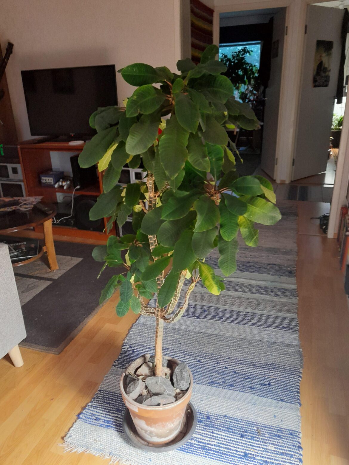 Over 20 years old E. leuconeura. Grown from seed.