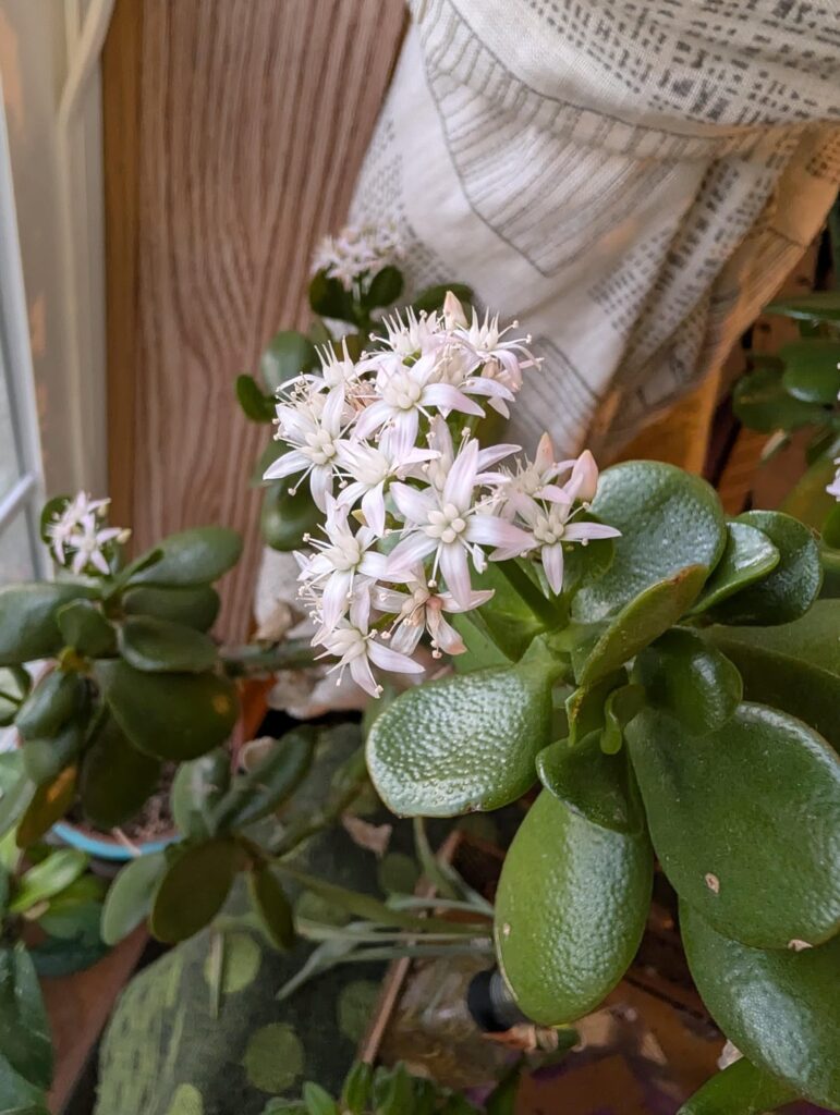 I didn't realize Jade flowered like this!