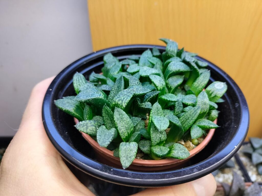 H. picta seedlings progress (Part 3)