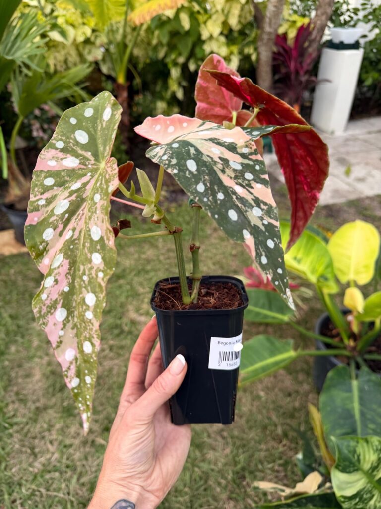 Begonia Maculata Pink