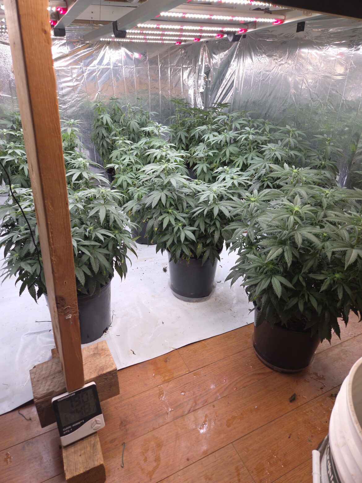 Og kush..8 days into flower..