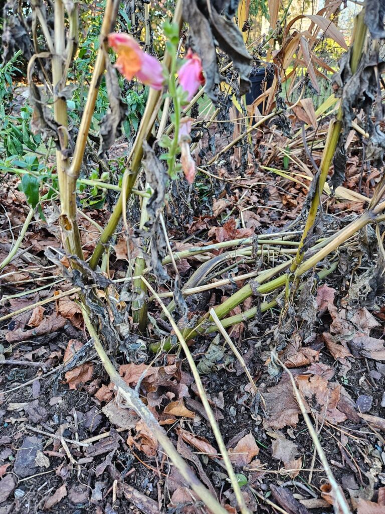 Cutting down and digging up dahlias - ideal timing?