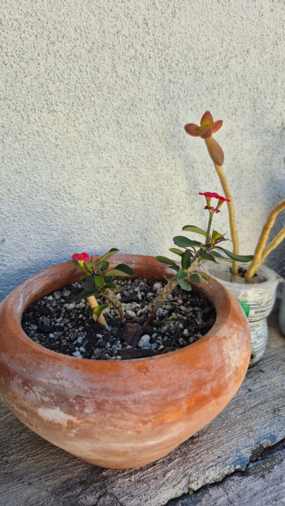 Too much sun for my mini euphorbia milli?