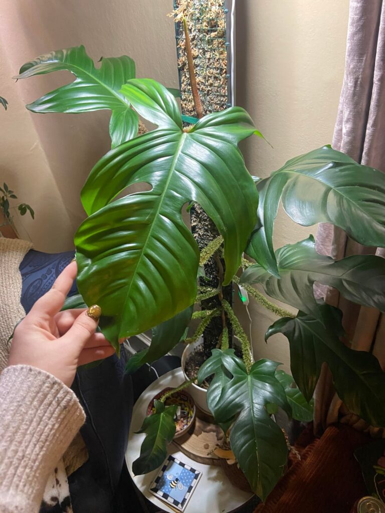 My Squamiferum is the light of my life