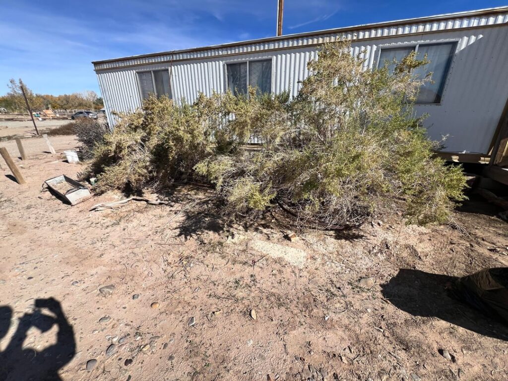 How do I tame my bushes?