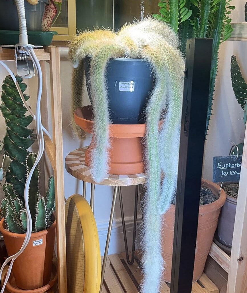 Meet my monkey tail cactus 🌵