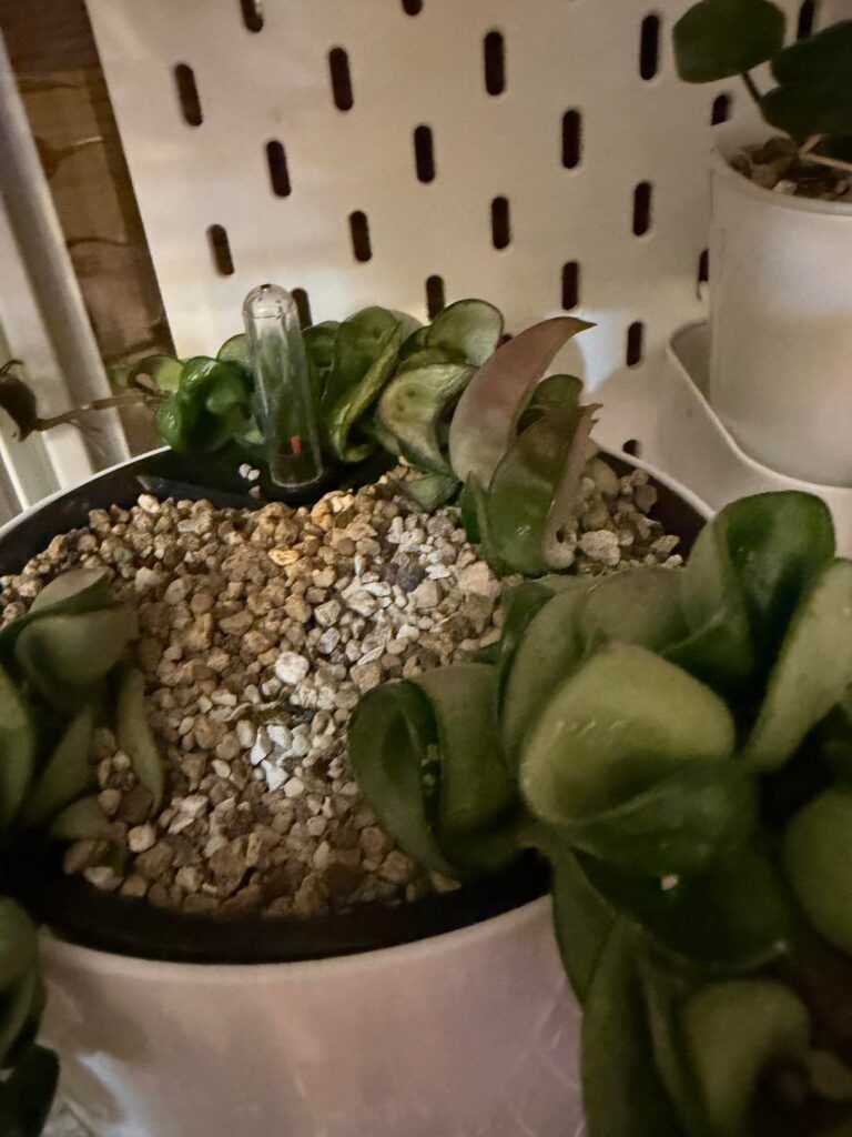 Hi all! Looking for advice. I’ve had this Hoya compacta loving it in pon self watering pot for over a year and now it’s looking sick: some of the leaves look wrinkled, and some look dry and their colour is changing. Also just made its first flower. It started from a small cutting! Hi all! Looking for advice. I’ve had this Hoya compacta loving it in pon self watering pot for over a year and now it’s looking sick: some of the leaves look wrinkled, and some look dry and their colour is changing. Also just made its first flower. It started from a small cutting!