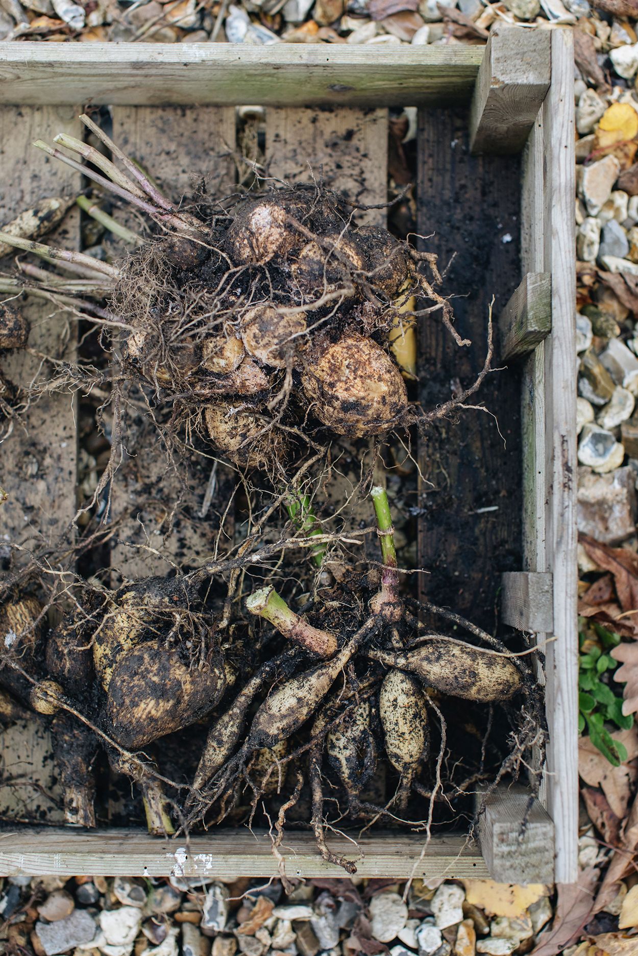 The lifted tubers ready to be washed and left to dry in the greenhouse.