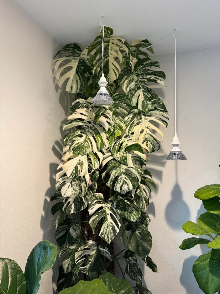 My Monstera is too tall for my house…