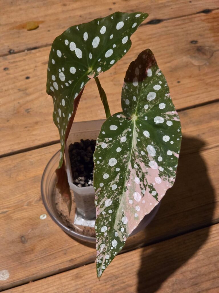 Wishlist plant, Pink Begonia Maculata