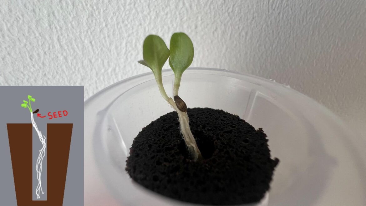Help. My Red Salad Bowl lettuce seedling seems to have lifted itself out of the hole and is currently being held up in the air by its roots. Also, there are 2 sprouts and they are holding each other by the roots. What do I do?