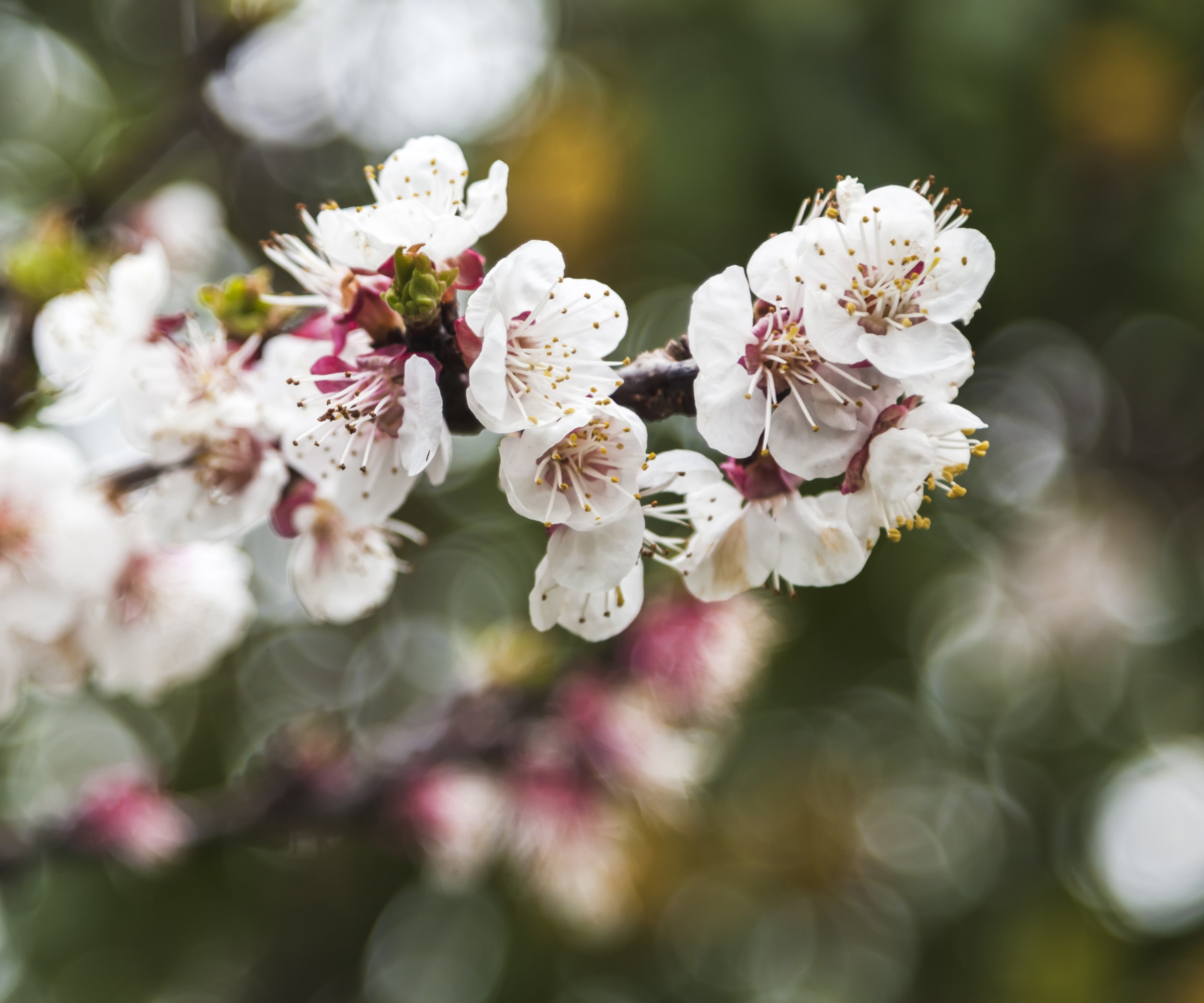 Almond blossom on a tree