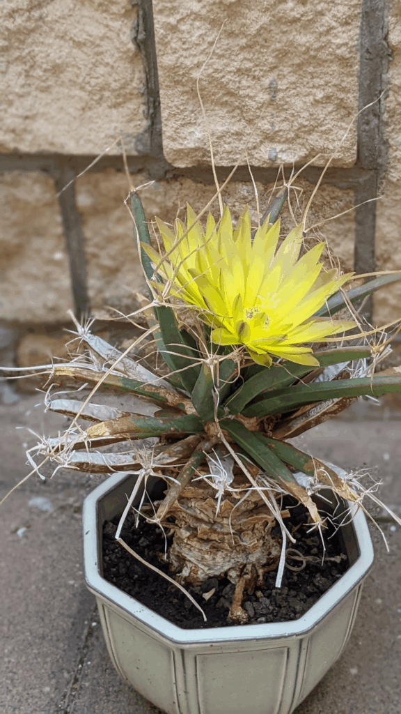 Leuchtenbergia principis