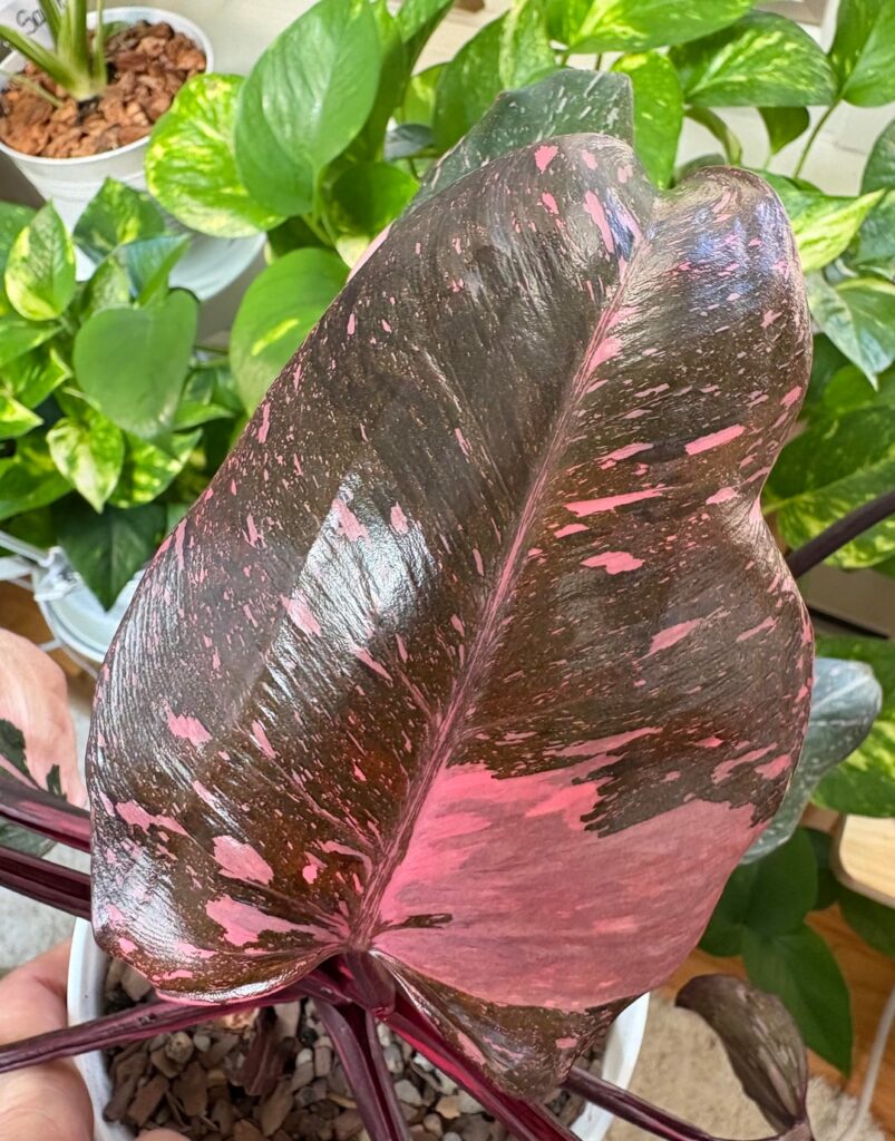 Update: New Leaf on Pink Princess