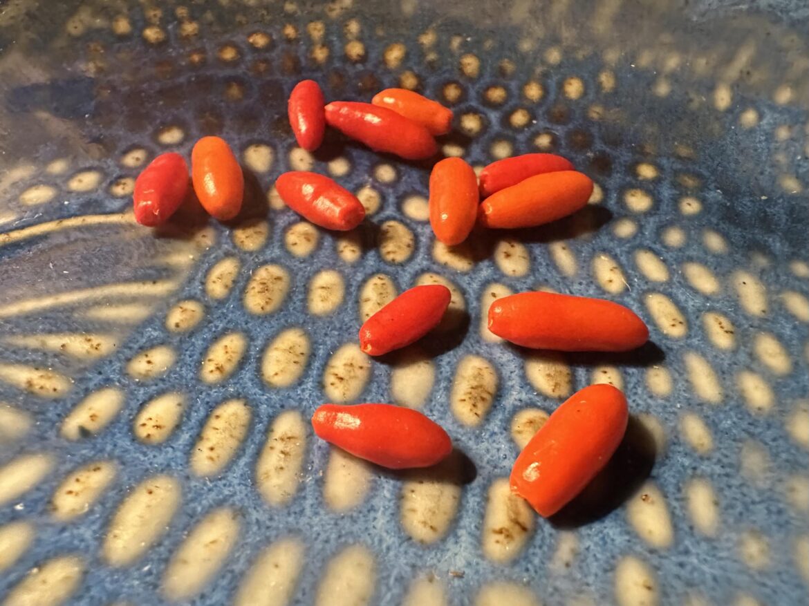 I grew Hidalgo Chiltepin.  Before this I had only grown Sonoran Chiltepin.  About the same just look slightly different.