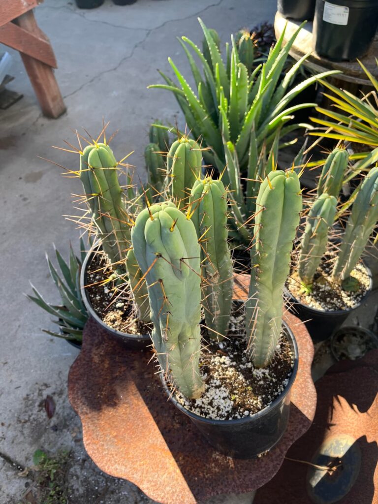 Worth $30? Is this a “4 winds”?