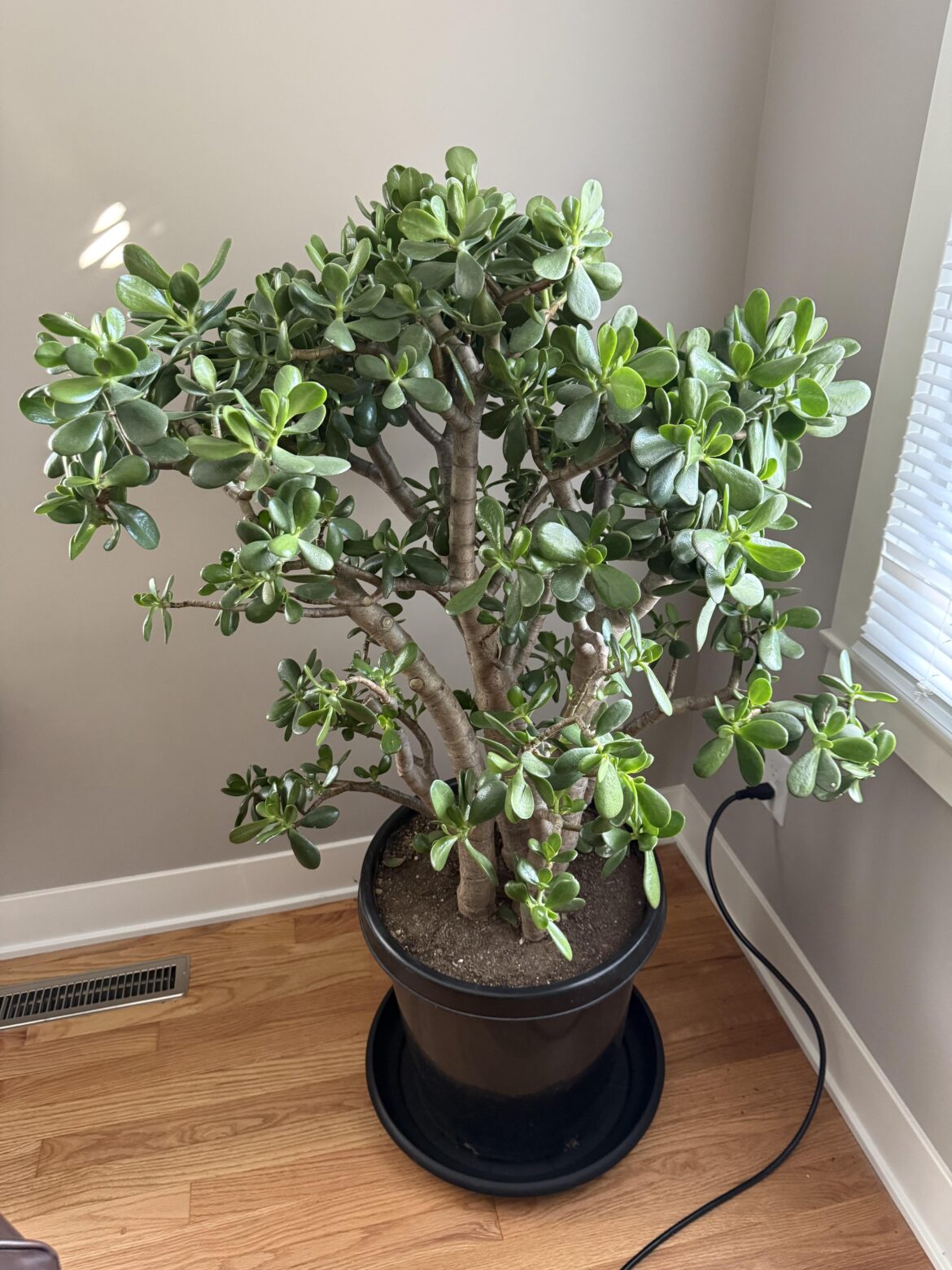 All hail the Jade I just bought!
