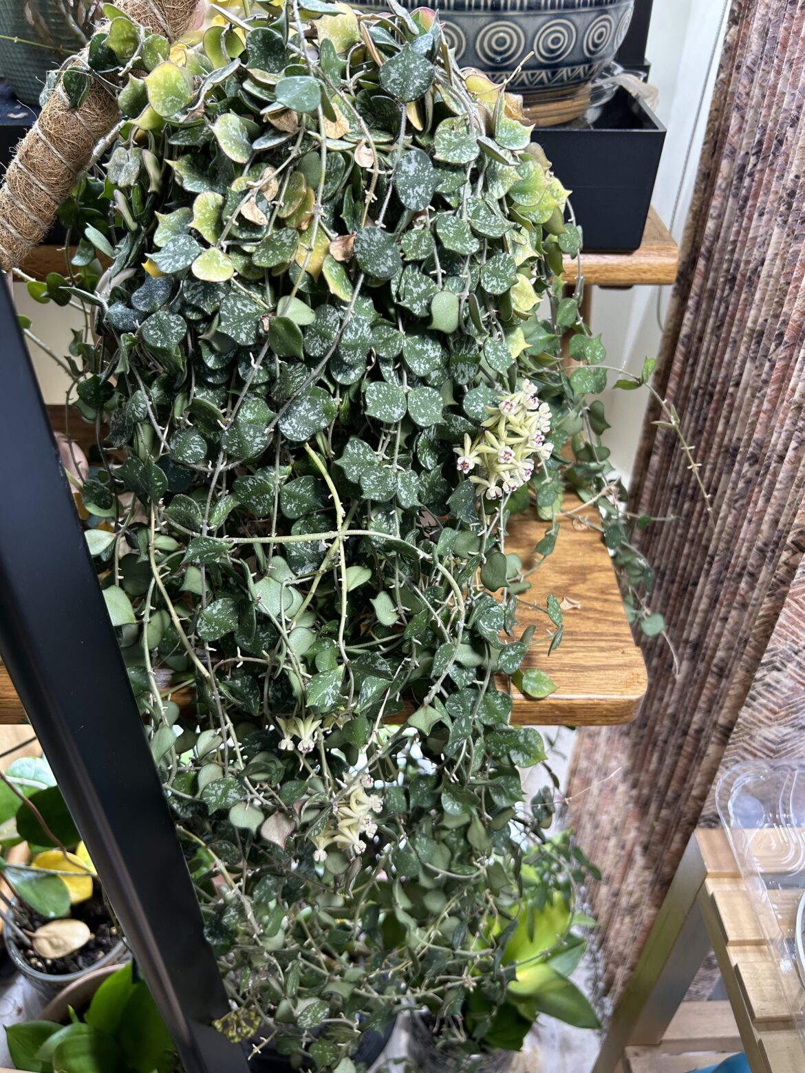 Finally, Hoya Curtisii blooms after 3 years