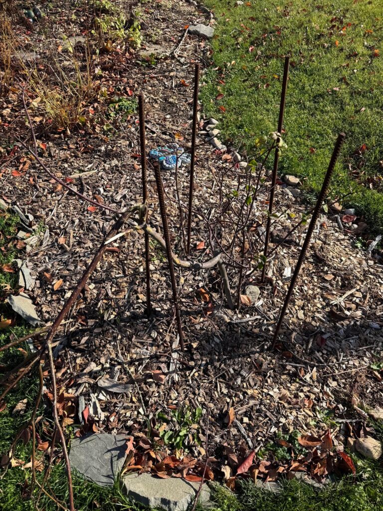 Pagoda Dogwood Holding On By A Thread