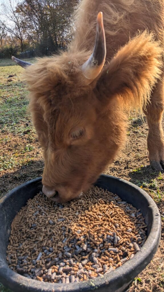 Thinking about getting cows: update 3.