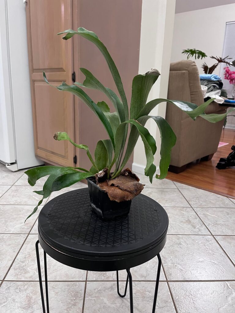 Mounted(?) Stag Fern