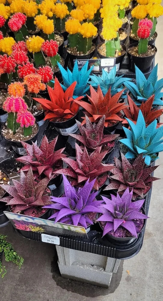 One Redditor stumbled upon a concerning sales display of painted succulent plants at Home Depot.