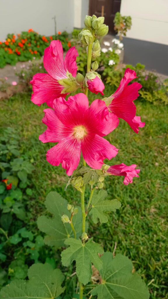 Can someone please tell me her name of this flower?