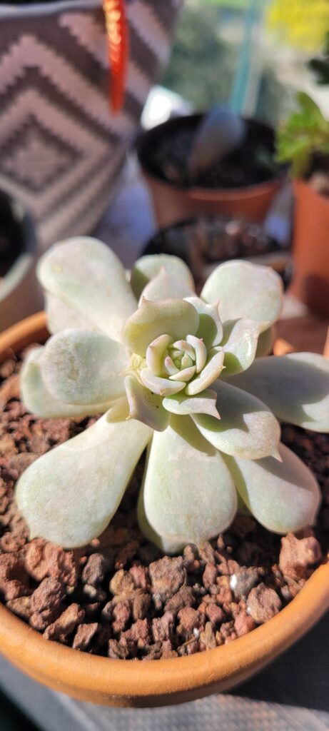 Nursery etiolation finally regulating Nursery etiolation finally regulating