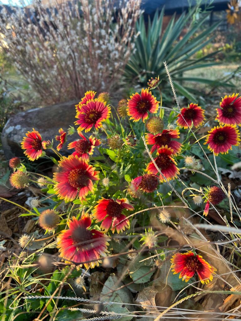Indian Blanket Flower appreciation!