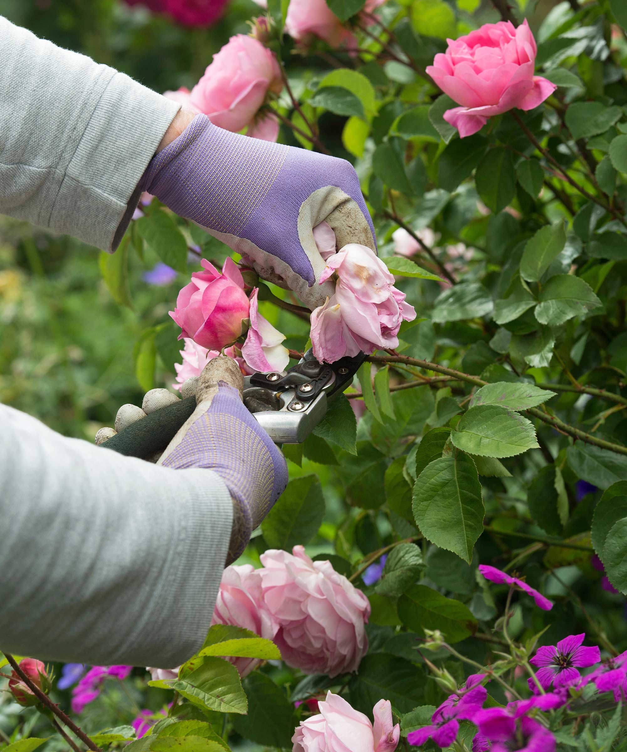 deadheading roses