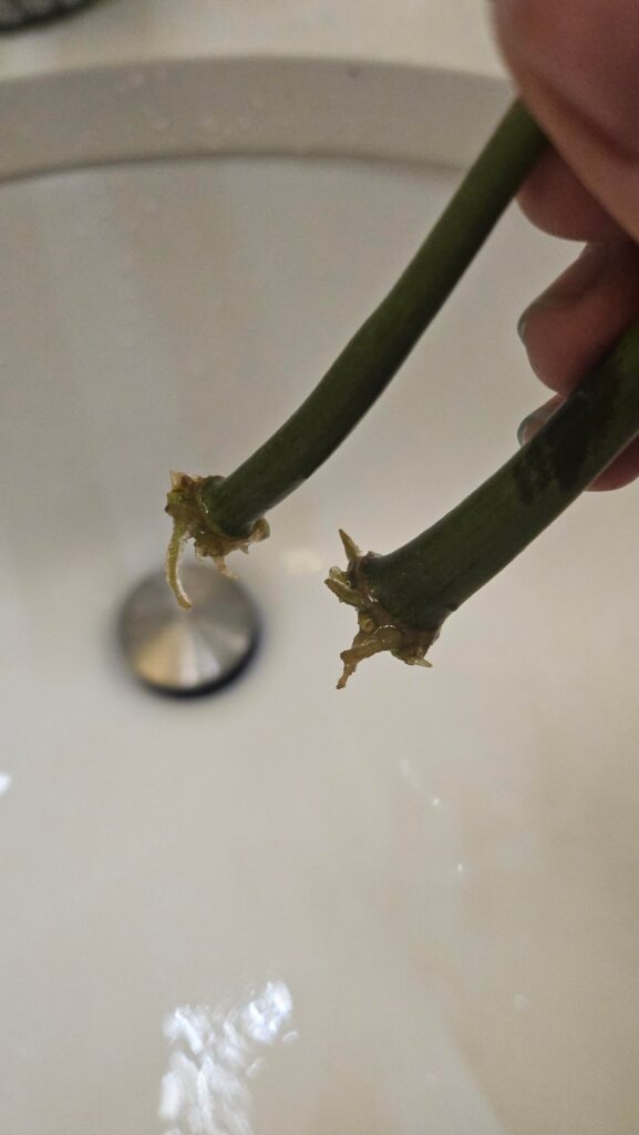 ready to repot?
