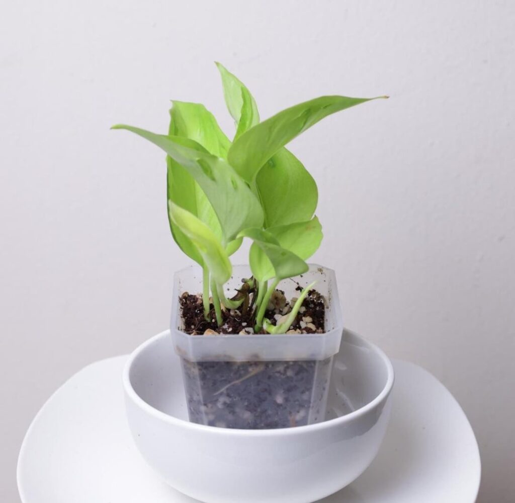 New Pothos added to the indoor garden 🪴